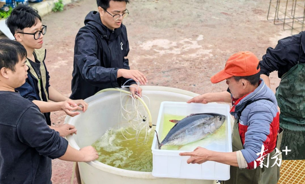 正规网上股票配资平台 国内首次！广东突破黄鳍金枪鱼人工配合饲料驯化